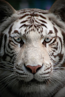 flowerling:  Paradise Wildlife Park: White Tiger by —CWH—