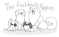 shuploc:  The fluffy squad! (Maggie, Buddi, Charlie and Lucy)