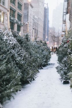 debra-dustjacket:Christmas Trees, New York | by James Nord