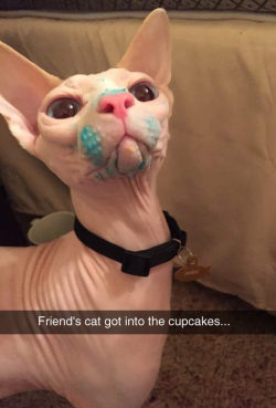 srsfunny:  That’s A Creepy Looking Cathttp://srsfunny.tumblr.com/