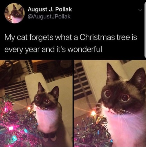 blessedimagesblog: Blessed_forgetfulcat