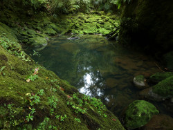 90377: The Green Pool ~ Bullock Creek by Steve Reekie  