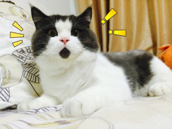 bloodicing:  ebi-nemu:  beben-eleben:  Meet The OMG Cat, The