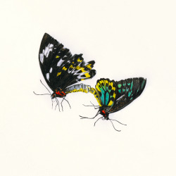 adambatchelor:  New Entomology series now online.  “Created