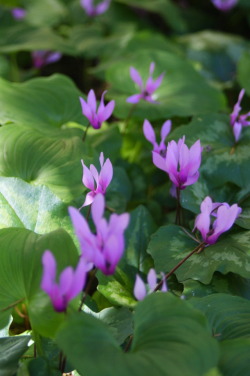 frommylimitedtravels:Cyclamen in springtime. My favorite flowers