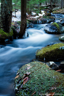 silvaris:Hanson Brook by   Dawna Moore  