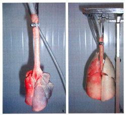 euo: Lungs with an without air 