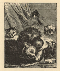 uwmspeccoll: An Animal Friends Caturday Felines and their friends.