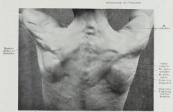  Hermann Braus Anatomie des Menschen: ein Lehrbuch für Studierende