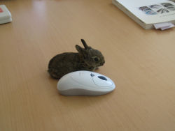 I can’t tell which is more adorable! The bunny or the mouse