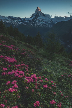 ikwt:   Flowers of Switzerland by   Jan Geerk