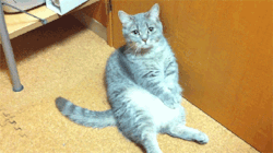 Baby Animal Posts