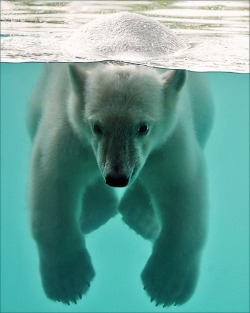 funnywildlife:  Vicks, the swimming polar bear cub by Foto Martien