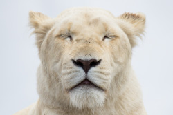  A beautiful African Lioness captured at West Midlands Safari