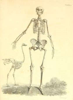 nemfrog:  Plate 4. Skeltons of a female human and an ostrich