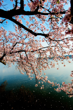 plasmatics-life:  Cherry Blossom | (By Tung Trinh)