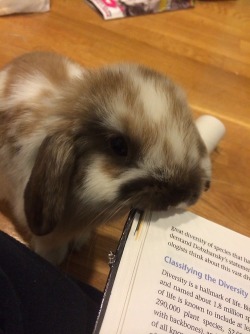 timetravelanddonuts:  Bunnies object to studying because it takes