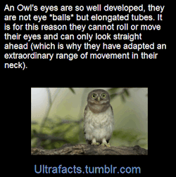 ultrafacts:  The Owl more than makes up for this by being able