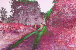 mpdrolet:  Pink Forest, 2015 from Field TripSarah Anne Johnson