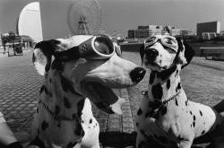 joeinct: Dogs, Yokohama, Photo by Elliott Erwitt, © 2003