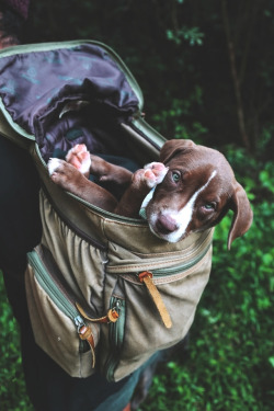 souhailbog:  Puppy in Backpack By Erin SiTT