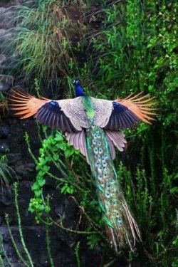 earthlynation:  Indian Peafowl. x 