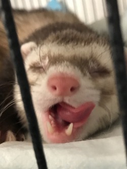 ferret-flops: Mood 😴