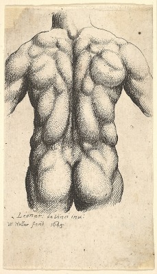 1645 - Male Torso , after Leonardo Wenceslaus Hollar (Wenzel