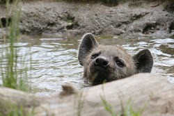 thepredatorblog:  Bathing by zoofanatic  cutiepaws