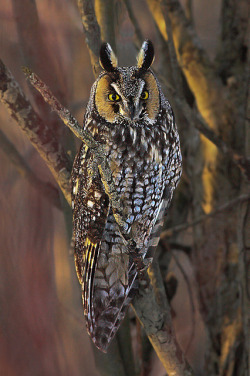 transylvanialand:  Long - Eared Owl by Gordo-the-Fly on Flickr.