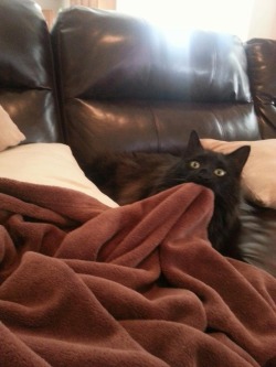 izzy-springbolt:  is this ok can i have this blanket please 