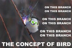 marigio300x:  puublack:  askpredetor:  UNDERSTAND  True bird