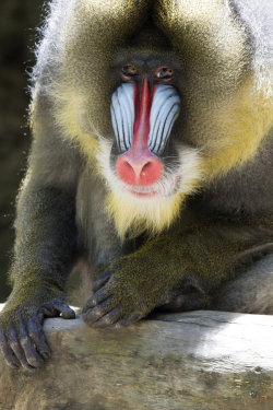 earth-song:  Male mandrill by ~Jay-Co 