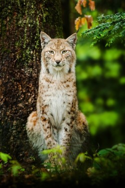 wonderous-world:Lynx by Stefan Betz