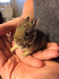 cute-overload:  Managed to see and save this little guy while
