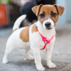 thedogist:  Pip, Jack Russell Terrier (4 m/o), Bowery & Great
