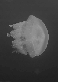 black-and-white-gifs:  A golden jellyfish (Wonders of Life -
