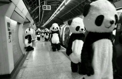 fioletowa-panda:  It’s look like a Panda station.