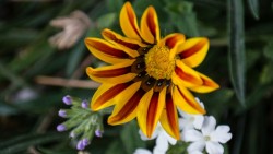 superbnature:  FLOWERS OLİMPOS by fbegemenfb http://ift.tt/Yi7qlR