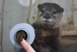 baby-animals-daily:  Theres an aquarium where you can shake hands