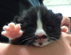  My girlfriend has a kitten with a mustache and goatee…we call