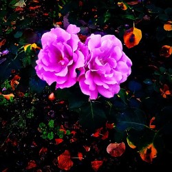 Flirtatious twins.  #twin #Roses #pink #nature