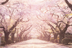 chickabiddy:  cherry blossom avenue (by Naoko♥) 