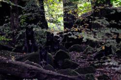 wolveswolves:  Eastern timber wolves (Canis lupus lycaon) by Jürgen