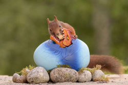 archiemcphee: Squirrels + Games of Thrones = Squirrel Game of