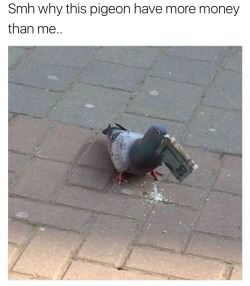 yourbrothershotfriend:THIS IS THE MONEY PIGEON!!! REBLOG FOR
