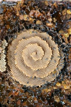 Native Bee Spiral Brood Comb and Honey Comb There are around