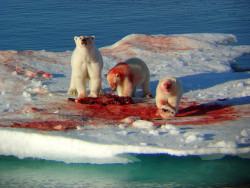  Greenland - Polar Bears by Olof S on Flickr. 