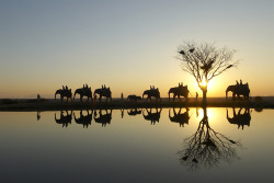 Safari sunset