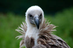 animals-animals-animals:  Griffon Vulture (by Adrian Maidment)